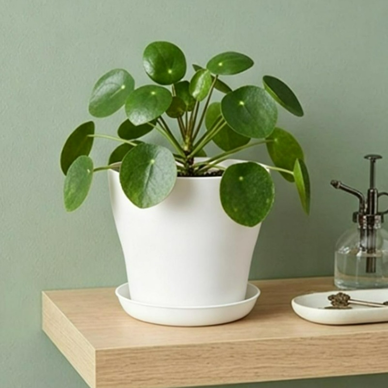 Plantenset met drainagegaten e - Indoor Herb Garden Kit recensie en prijs